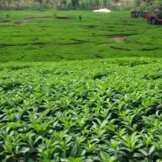 是否有地方可以将剩余茶叶转化为肥料或其他有用的产品吗？