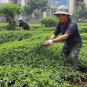 是否在佛山有任何组织或机构负责处理和利用废弃茶叶呢？