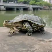 徐州市哪个区县可以回收徐州鳄龟？