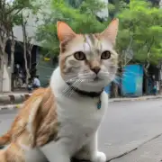 我在深圳市南山区找到了一只流浪猫它身上有明显的伤痕和毛发脱落的现象该地区是否有专门机构可以接受这样的宠物？