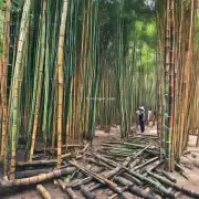我听说一些老手会根据竹子的颜色来评估它们的质量是这样么？
