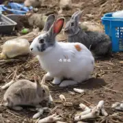 琼海有没有专门处理回收兔子的工作岗位？