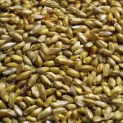 在云南哪里有回收玉米籽？