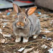 是否存在与回收兔子相关的非法交易活动吗？