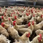 你对投资养鸡代养有什么看法？