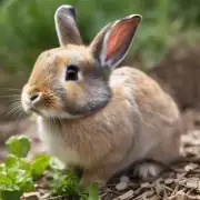 是否有任何人工养殖繁殖回收兔子的企业存在？