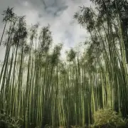 我在哪里可以找到一个专门处理竹子的人？