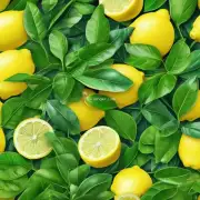 如何快速有效地将柠檬树叶子进行分类和收集？