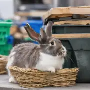 对于想要领养一只宠物的人来说是否应该考虑选择回收兔子作为一种替代方案？