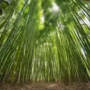 你认为我们应该更多地关注哪些方面以保护竹子生态系统和我们周围的世界环境？