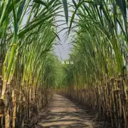 在农业中种植甘蔗的主要目的是什么？