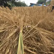 清迈市有无专门收集小麦秸秆的地方吗?