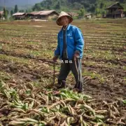 在云南农村地区农民种植人参时有哪些特点与传统种植方式不同呢?