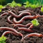 什么是蚯蚓粪便可以用于农场养殖或者家庭养鸡等生物制品生产的化学特性?