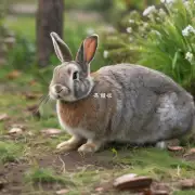 兔子有哪些生活习惯是与普通动物不同的?