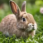 兔子的栖息地和生活习性有什么特点?