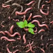 为什么蚯蚓的粪便是有价值的有机肥料?