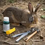 兔子经常使用的工具是什么?