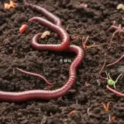 蚯蚓粪便可以与其他肥料混合吗?