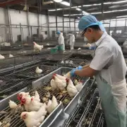 如何将工厂回收的鸡肉进行正确的处理?