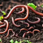 如何在农业中使用蚯蚓作为肥料?