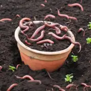 蚯蚓粪便是否可以作为肥料替代化学肥料的使用情况如何?
