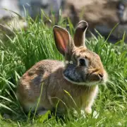 一句完整的句子描述一下兔子在什么地方吃草呢?