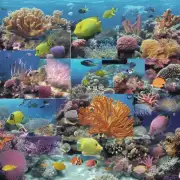 隔年大洋洲的海洋生物研究如何?