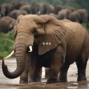 你认为地球上最大的动物是什么?